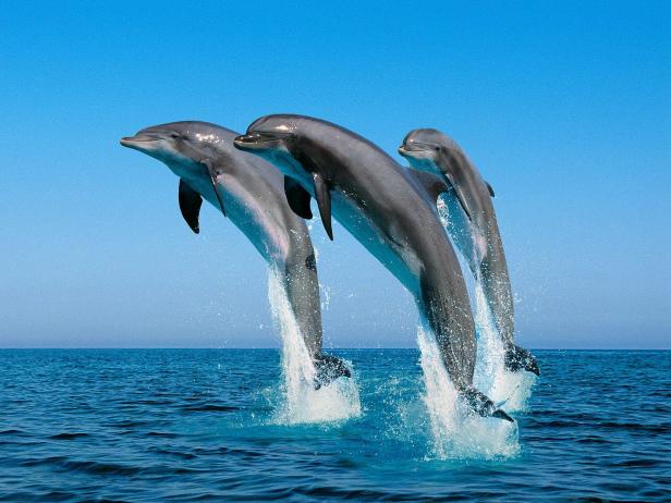 bottlenose-dolphins